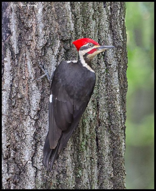 _2SB1228 pileated woodpecker.jpg